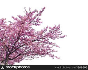 Japanese sakura, full blooming pink cherry blossoms tree isolated on white background.