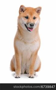 Japanese Shiba Inu dog. Shiba Inu dog in front of a white background