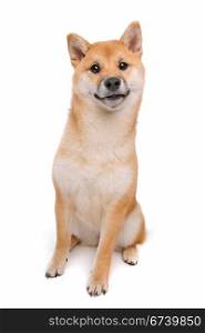 Japanese Shiba Inu dog. Shiba Inu dog in front of a white background