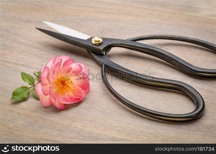Japanese slim ohkubo shears for flower arrangement with a rose flower