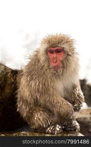 Japanese Snow Monkey Macaque at Jigokudani Yudanaka Nagano Japan