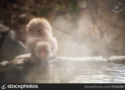Japanese Snow monkey Macaque drink mineral water at hot spring Onsen with steamy fog and sunset light of Jigokudani Park, Yamanouchi, Nagano, Japan. Portrait of Wild animal in winter season.