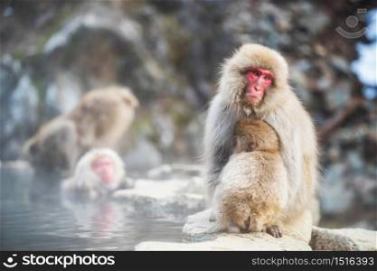 Japanese Snow monkey Macaque family at hot spring Onsen pond of Jigokudani Park, Yamanouchi, Nagano, Japan. Groupd of Wild animals during winter season.