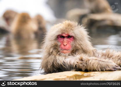 Japanese Snow monkey Macaque in hot spring Onsen Jigokudan monkey Park, Nakano, Japan