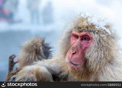 Japanese Snow monkey Macaque in hot spring Onsen Jigokudan Park, Nakano, Japan