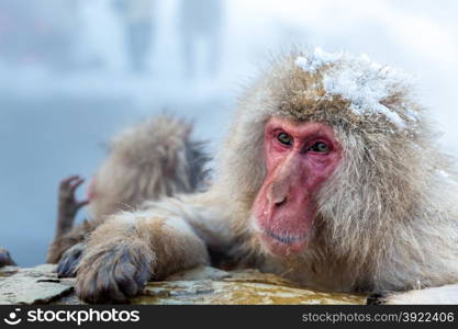 Japanese Snow monkey Macaque in hot spring Onsen Jigokudan Park, Nakano, Japan