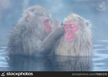 Japanese Snow monkey Macaque in hot spring Onsen Jigokudan Park, Nakano, Japan