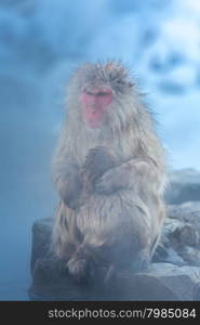 Japanese Snow monkey Macaque in hot spring Onsen Jigokudan Park, Nakano, Japan