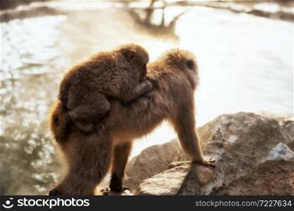 Japanese Snow monkey Macaque mother carry its baby child at hot spring Onsen with steamy fog and sunset light of Jigokudani Park, Yamanouchi, Nagano, Japan. Portrait of Wild animal in winter season.