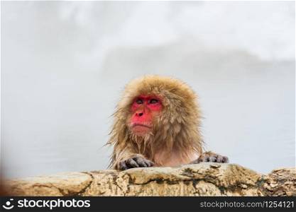 Japanese snow monkey (Macaque) relaxes in the hot spring in winter at snow monkey park.