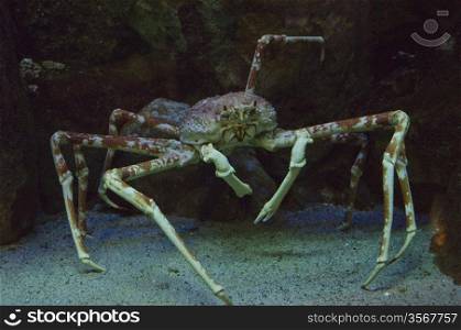 Japanese spider crab under water in an aquarium in Japan