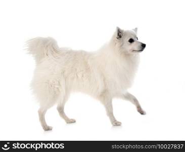 Japanese Spitz in front of white background