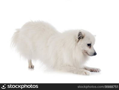 Japanese Spitz in front of white background