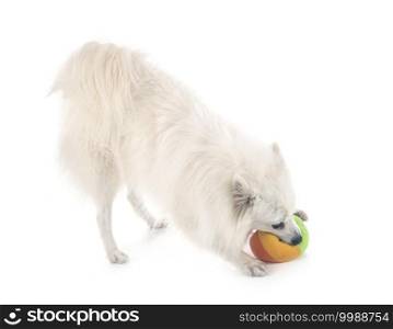Japanese Spitz in front of white background
