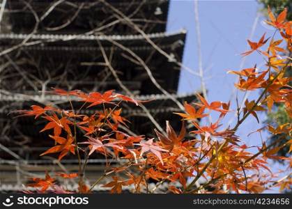 Japanese temple pagoda with red maple leaves. Japanese temple pagoda with red maple leaves in autumn, fall