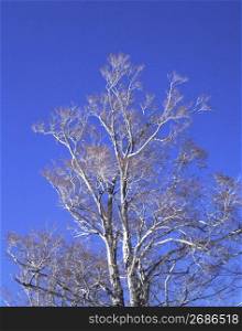 Japanese white birch