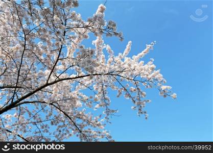 Japanese white cherry blossom in spring