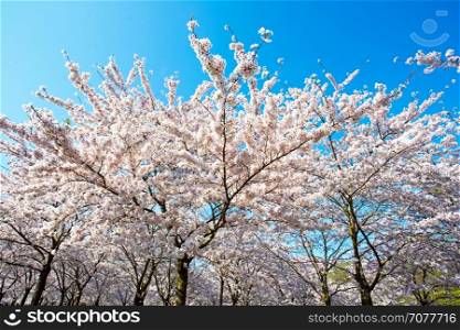 Japanese white cherry blossom in spring