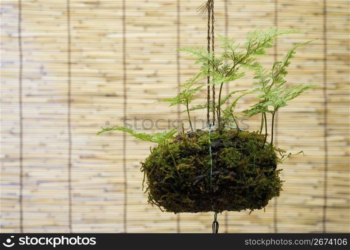 Japanesse hanging plant