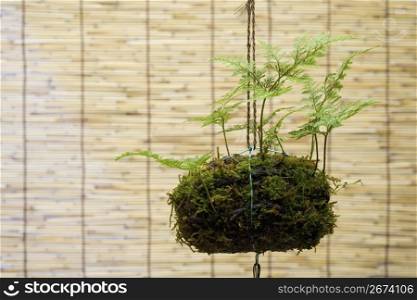 Japanesse hanging plant