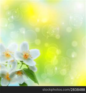 Jasmin flower as abstract natural backgrounds