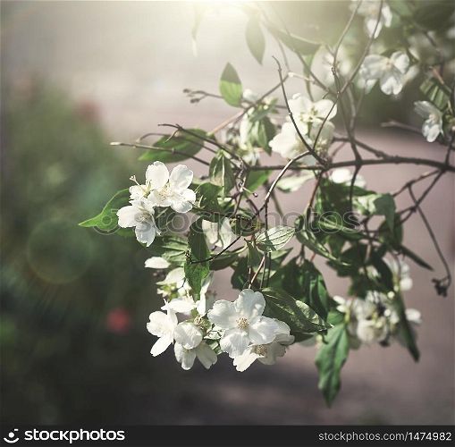 jasmine branch with white flowers and green leaves, day