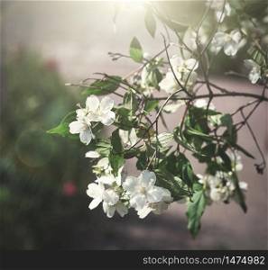 jasmine branch with white flowers and green leaves, day