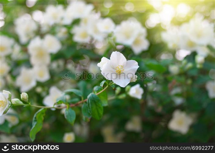 Jasmine flower. Composition of nature.