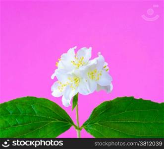 jasmine flower on pink background close-ups