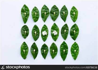 Jasmine  flower with leaves on white background.