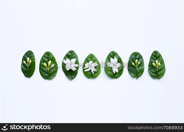 Jasmine flower with leaves on white background.