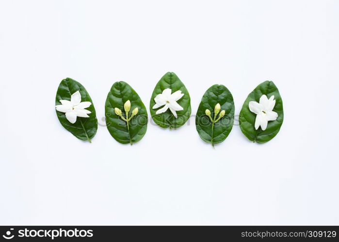 Jasmine flower with leaves on whitebackground.