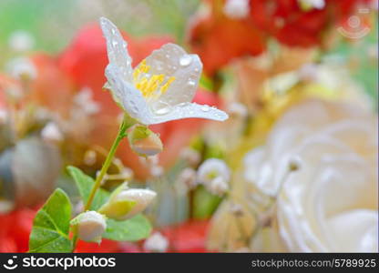 jasmine flowers in spring time