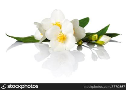 Jasmine flowers on white background. Macro shot