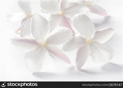 jasmine flowers over white studio background. High key soft image