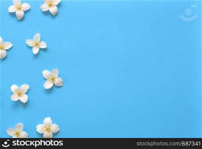 Jasmine flowers pattern top view, flat lay. Floral pattern on bright blue background with free space. Jasmine flowers pattern top view, flat lay