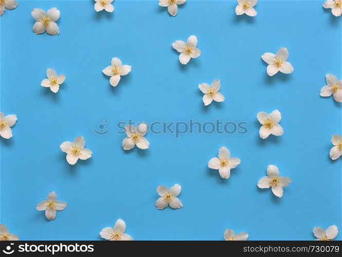 Jasmine flowers pattern top view, flat lay. Floral pattern on bright blue background. Jasmine flowers pattern top view, flat lay