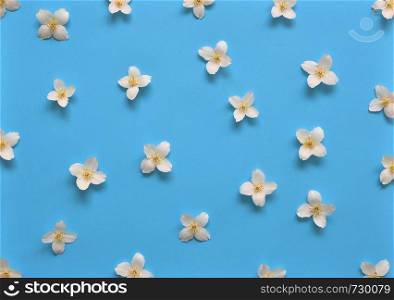 Jasmine flowers pattern top view, flat lay. Floral pattern on bright blue background. Jasmine flowers pattern top view, flat lay