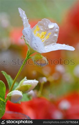 jasmine flowers with raindrops