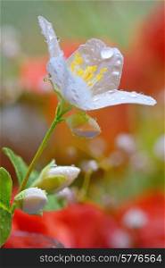 jasmine flowers with raindrops
