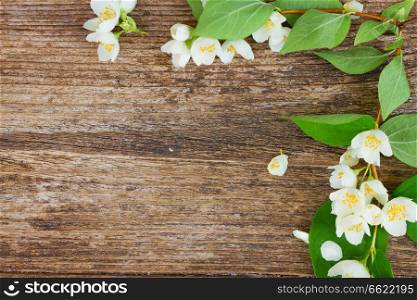 Jasmine fresh flowers and leaves on rusic wooden table. Jasmine flowers on wooden table