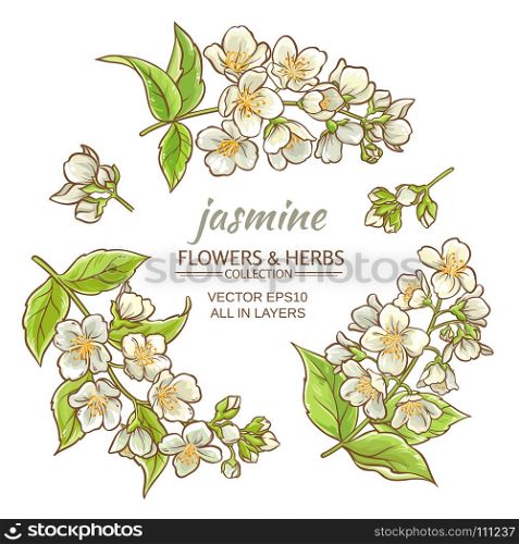 jasmine. jasmine flowers on white background