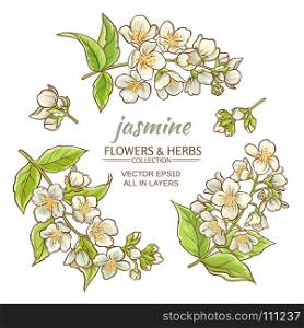 jasmine. jasmine flowers on white background