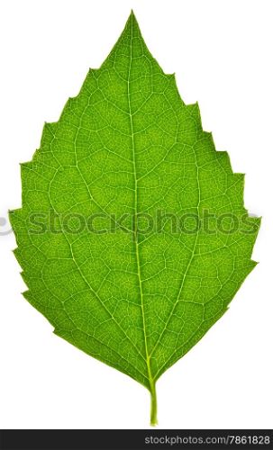 Jasmine leaf isolated on white