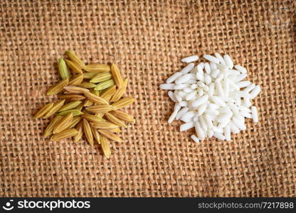 Jasmine white rice and yellow paddy rice in sack harvested rip rice, harvest rice and food grains cooking concept