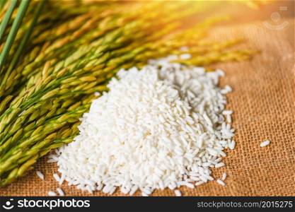 Jasmine white rice on sack and harvested yellow rip rice paddy, harvest rice and food grains cooking concept