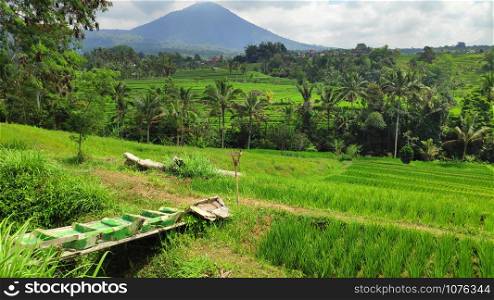 Jatiluwih paddy field rice terraces in Bali, Indonesia