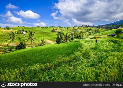 Jatiluwih paddy field rice terraces in Bali, Indonesia. Jatiluwih paddy field rice terraces, Bali, Indonesia