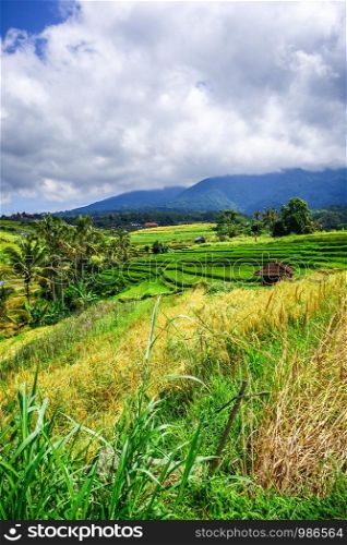 Jatiluwih paddy field rice terraces in Bali, Indonesia. Jatiluwih paddy field rice terraces, Bali, Indonesia