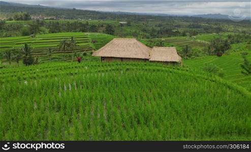 Jatiluwih rice terrace and green jungles in Ubud, Bali
